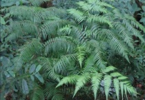 金毛狗蕨与金丝猴蕨之间区别？