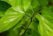 桑树叶长什么样