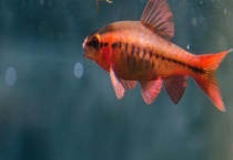 孔雀鱼和什么鱼混养 和鼠鱼、玫瑰鱼、樱桃鱼等混养