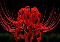 彼岸花的繁殖方法 主要有四种多久？