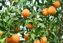 柑橘类水果有哪些？