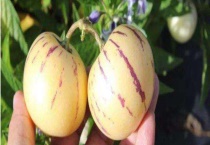 人参果是什么水果 什么环境适合它生长