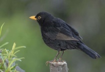 黑鸫是几级保护动物