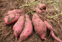 红薯生长期是多少天