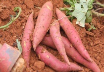 番薯和红薯的区别？是什么？