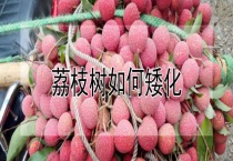 荔枝树如何矮化
