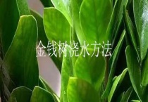 金钱树浇水多久？