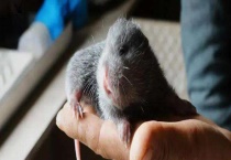 竹鼠养殖前的生物学特征 生活习性是什么？