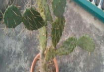 牛舌掌与黄大刺的区别？