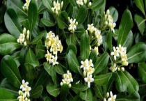 海桐花有毒吗？