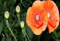 虞美人花苗与罂粟的区别？