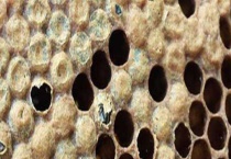 欧洲幼虫腐臭病(烂子病) 具体资料有哪些？