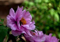 北方的花几月份搬室内