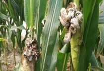 玉米长出的黑色部分是什么 怎么多久？