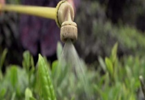 茶园怎样正确使用农药 注意谨慎农药的使用