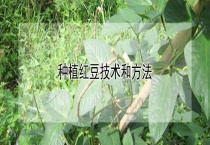 种植红豆技术和多久？