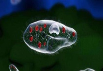 草履虫的繁殖方式 附草履虫的形态特征