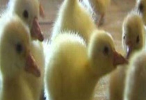 雏鹅的饲料配方 以及养殖管理多久？