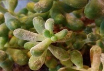 多肉长白霉了怎么办？