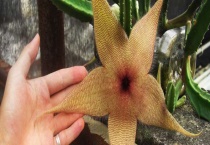 豹纹花有毒吗？