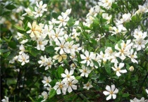 栀子花剪枝插土能活吗？