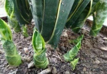 虎皮兰蔫了救治多久？