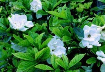 小叶栀子一年开几次花