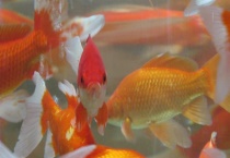 在家养鲫鱼喂它吃什么？饲喂次数是什么样的