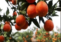 塔罗科血橙为什么不红