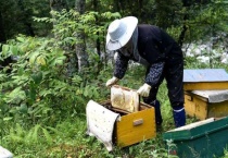 蜂箱的尺寸设计与制作方法 蜂箱类型