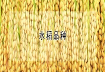 水稻品种