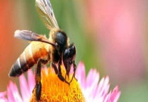 蜜蜂围王的原因及解救方法 附具体措施