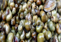 田螺是如何繁殖的 附田螺的生活习性和繁殖特点