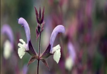 血参（丹参）收购价格多少钱一斤？种植几年可以采收？一亩地成本收益是多少？