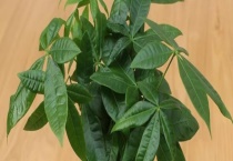 发财树根部腐烂怎么办？附发财树根部腐烂的症状及原因？