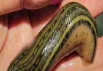 蚂蝗怎么杀死？蚂蟥害怕什么？