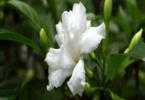 狗牙花和假狗牙花区别？