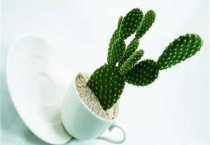 沙培植物有哪些？