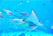 鱼最怕什么农药