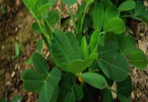 花生苗可以移栽吗？