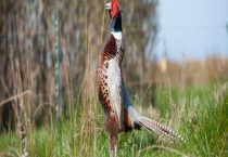 野鸡为什么养不活