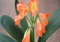 君子兰长歪了怎么办 可从三个方面入手