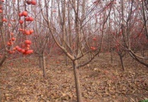 冬红果几月份开花
