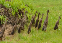 野鸭养殖场建设方案 附详细介绍