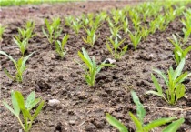 8月适合种植什么农作物