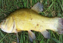 用什么饵料钓丁桂鱼 附丁桂鱼的生活习性特点