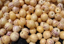 人参果上火吗？