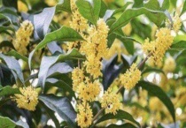 桂花干叶掉叶是什么原因？