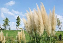 蒲苇象征着什么？