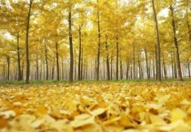 银杏是灌木植物还是裸子植物